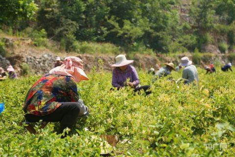 潘家場村村民正在采摘金銀花（央廣網(wǎng)記者唐磊 攝）