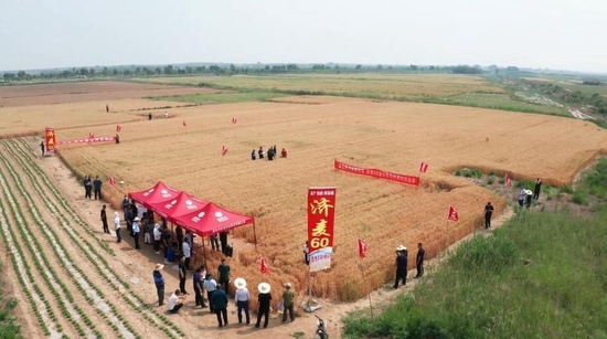  6月8日，四川省眉山市東坡區(qū)太和鎮(zhèn)永豐村高標(biāo)準(zhǔn)農(nóng)田。（新華社記者劉瓊攝）