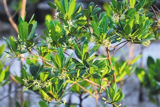 紅樹(shù)已經(jīng)開(kāi)花