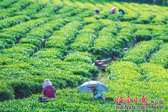 在白沙黎族自治縣，茶農(nóng)采摘忙。海南日?qǐng)?bào)記者 袁琛 攝