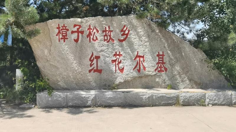 紅花爾基樟子松林是我國北方廣泛栽種的沙地樟子松的母樹林。（孔祥瑞 攝）