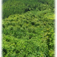 廣南縣570畝（椿芽基地+荒地）流轉(zhuǎn)