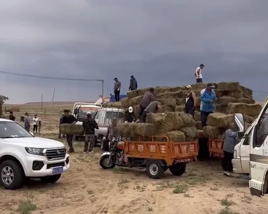 牧民卸草料。本文圖片均由受訪者提供