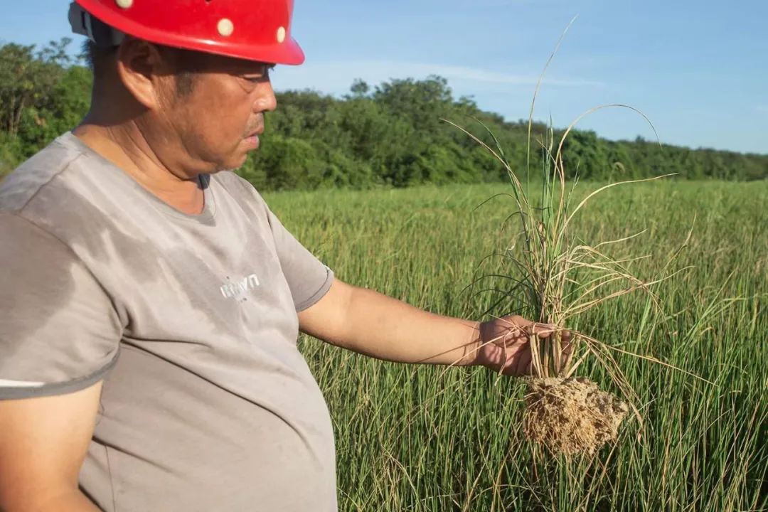 因缺水枯死的莊稼可輕松從田里提起。攝影：張小林
