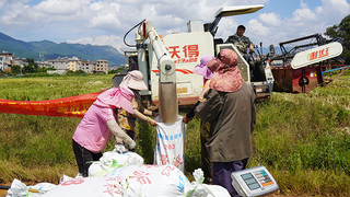 云南澄江4000余畝示范水稻進入收割期。保娜攝 (3)