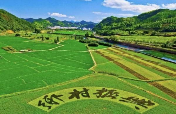 浙江3個村莊招聘農(nóng)村CEO：基本工資20萬，績效上不封頂