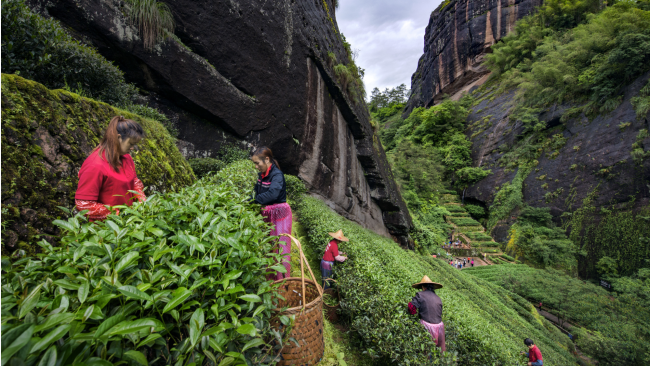 中國(guó)茶申遺成功！世界非遺中國(guó)第一