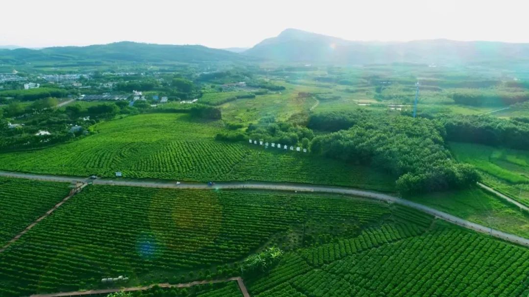 白沙原生態(tài)茶園