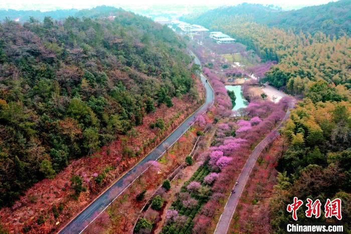 俯瞰長興東方梅園美景 許旭 攝