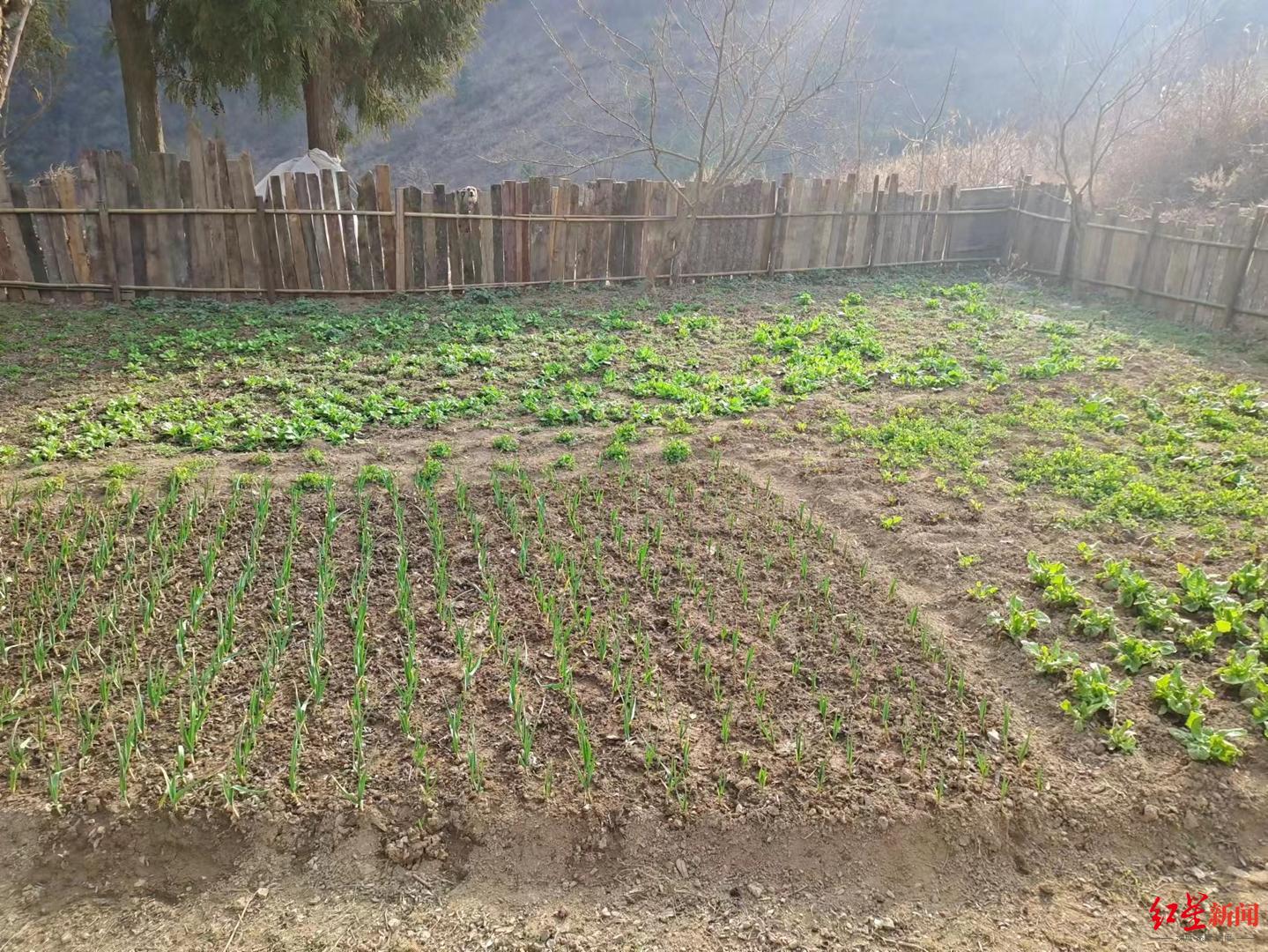 ↑管護(hù)站門(mén)口夫妻倆種的菜園