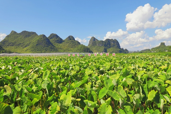  荔浦芋基地點綴在村莊間（央廣網(wǎng)發(fā) 荔浦市融媒體中心供圖）