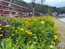河邊花兒綻放。人民網(wǎng)記者 程浩攝